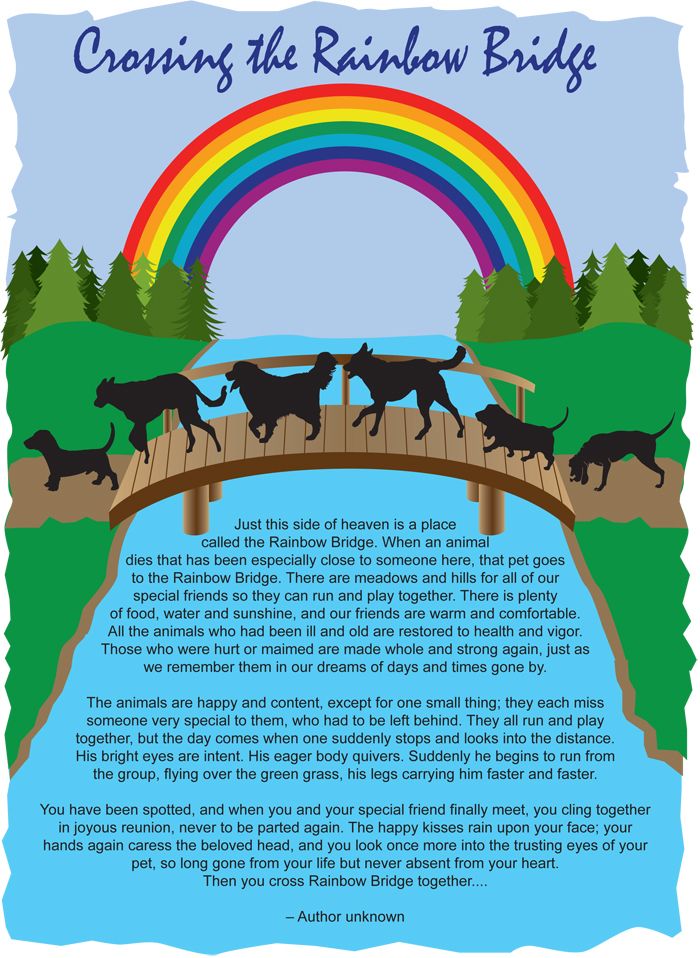 Rainbow Bridge Poem For Animals